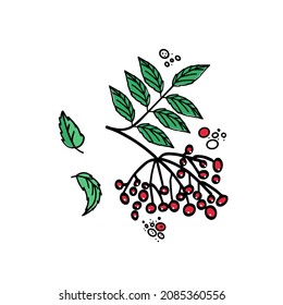 Winter bouquet, rowan branch drawn by hand. Sketch is drawn with black ink. Vector illustration for textile design, banners for holidays, for Christmas.