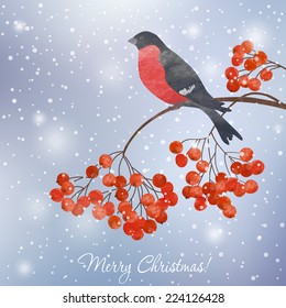 Winter card  with bullfinch on a branch of rowan