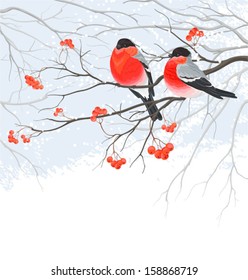 Winter card with bullfinches sitting on branch of rowan, vector illustration.