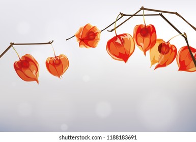 Winter Cherry. Ashvagandha. Physalis branch. Background with physalis twigs. 