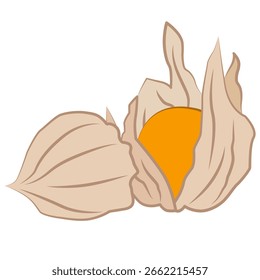 Ilustración de fruta de cereza de invierno (physalis) con cáscara. La Imagen simboliza frutas exóticas, una alimentación saludable. EPS 10.