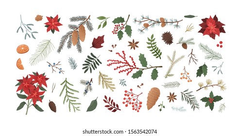 Winter christmas plants textured illustrations set. Poinsettia, spruce, pine, cedar, mistletoe and orange realistic design elements pack. Festive Xmas decor, plant branches, flora, foliage.