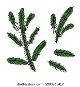 Winter doodle. Christmas tree branches. Hand Drawn Freehand linear sketch isolated element. Winter Symbols. Sketch Vector illustration. Black green Seasonal Design elements on white background.