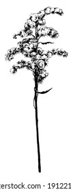 Winter dry ornamental grass. Vector ink hand drawn silhouette of solidago or Canadian goldenrod
