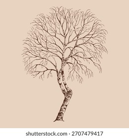 Winter dry tree. Bare birch. Hand drawn vector illustration.