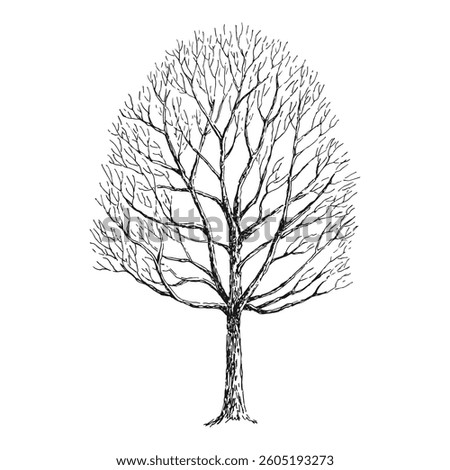 Winter dry tree. Branch. Hand drawn vector illustration.