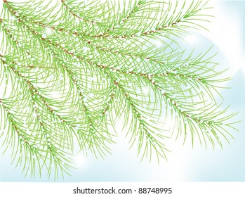 Winter fir. Christmas background with needle and snow