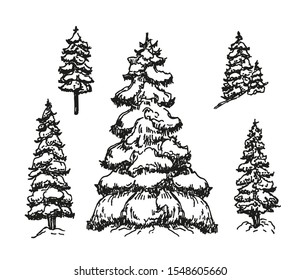 Winter fir sketch. Pine and spruce trees. Vector sketch illustration. Forest and nature hand drawn design elements set.