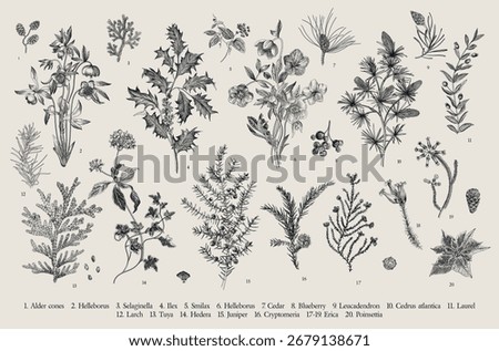 Winter flora. Botanical vector vintage set. Black and white
