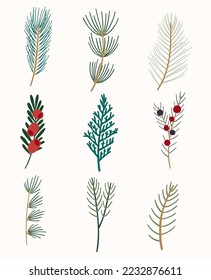 Winter flora. A set of evergreen branches. Thuja, yew, juniper, fir, cedar, pine, and spruce. 