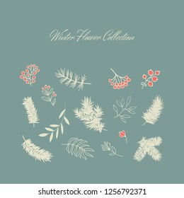 Winter flower collection of vintage style. Stylish illustration of winter berries, leaves, spruce twig. Good for greeting cards or posters.