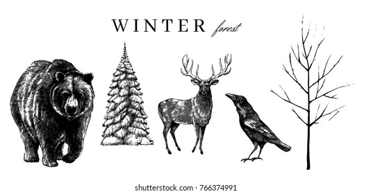 Winter forest animals collection. Based on Hand drawn pencil illustrations.