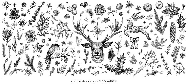 Winter forest hand drawn vector. Vintage Christmas plants. Sketched collection of woodland line evergreens. Design elements: conifer branches, deer, bullfinch, mistletoe, cones, pine illustrations.