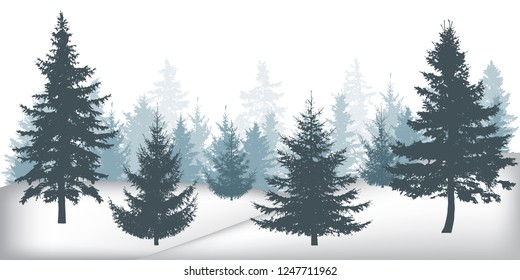 Winter forest, silhouettes of beautiful spruce trees. 