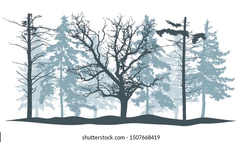 Winter forest. Trees silhouette. Oak, bare pines and beautiful fir trees. Vector illustration.
