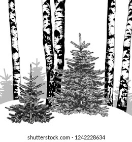
Winter forest. Vector background with fir trees and birch trees. Hand drawn illustration of nature. Sketch.