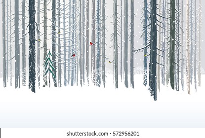 Winter forests background, combined from forest  trees and snow in the landscape.