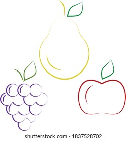 Winter fruits vector and illustration
