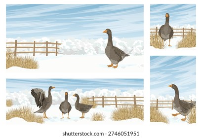 Winter goose farm banners set with copy space. Vector grey geese walking in snow near wooden fence. Countryside landscape for seasonal organic food market and greeting cards