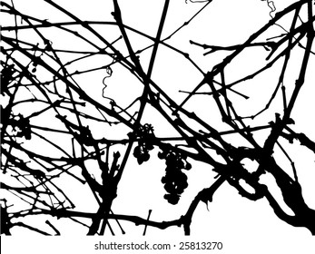 Winter grape plant vector background.