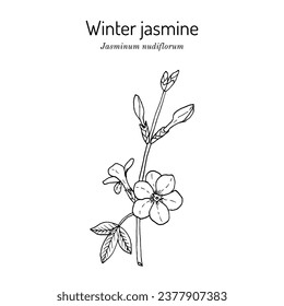 Winter jasmine (Jasminum nudiflorum), ornamental plant. Hand drawn botanical vector illustration