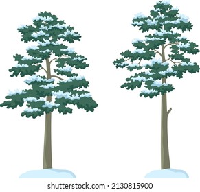 Paisaje invernal, pinos con nieve aislada en fondo blanco. Vector