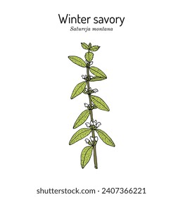 Winter or mountain savory (Satureja montana), edible and medicinal plant. Hand drawn botanical vector illustration