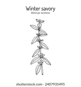 Salado de invierno o montaña (Satureja montana), planta comestible y medicinal. Ilustración de vector botánico dibujada a mano