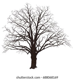 Winter oak (Quercus) with fallen leaves, the color vector image on a white background