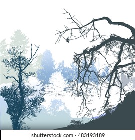 Winter panoramic landscape with bare and snowy trees and plants. White, blue, gray and black silhouettes of trees and conifers