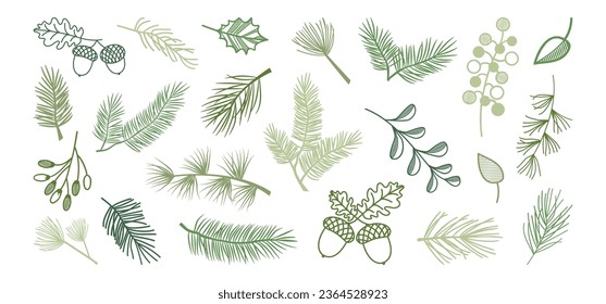 Winter pine and fir, Christmas leaf spruce and branch tree, holly berry, evergreen plant, cedar twig vector icon, Xmas wood, holiday decoration. New Year hand drawn illustration