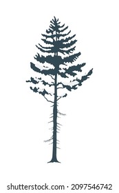 winter pine forest natural icon