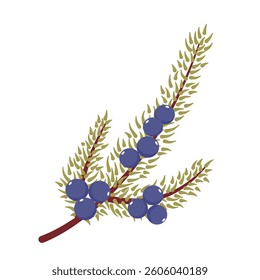 winter plants, branches of pine, berry, evergreen tree vector
