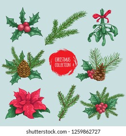 Winter plants elements and compositions. Holly berries, mistletoe, poinsettia, fir branch, pine branches. Hand drawn sketch style colorful natural objects. Best for Christmas decorations and designs.