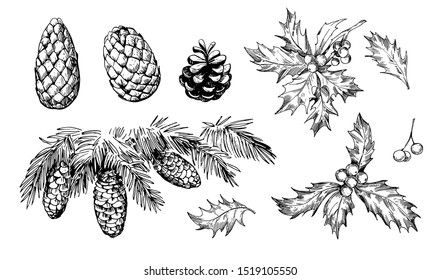 Winter plants: holly, cones, spruce. Hand drawn illustration converted to vector