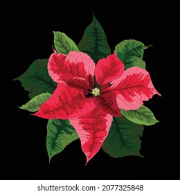 Winter poinsettia flower, in a realistic style. Botanical element isolated on a black background. Hand drawn decoration for postcard, poster, banner, vintage style. 