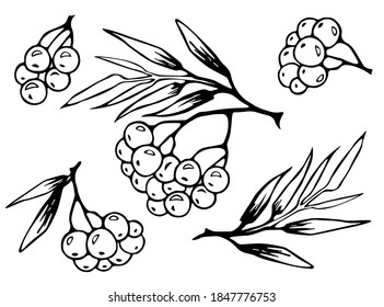 Winter rowan berry berries on a branch doodle set illustration. Hand drawing. Vector image.