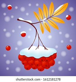Winter rowan design in a flat style. Rowan tree branch with yellow leaves and berries under the snow. Bunch of mountain ash