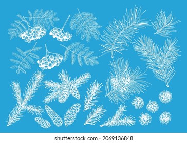 Winter set with conifers and rowan. New year collection with mountain ash, pine and fir branches and cones. Engraving style. Skyblue and White background. 