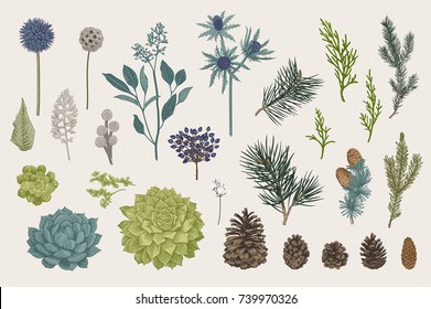 Winter Set. Evergreen, Cone, Succulents, Flowers, Leaves, Berries. Botanical Vector Vintage Illustration. Colorful