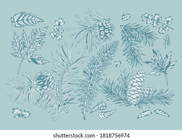 Invierno con ramas de abeto y pino, conos, helechos y hojas. Ilustración vectorial. Antecedentes de Año Nuevo. Fondo azul claro y saludo blanco.
