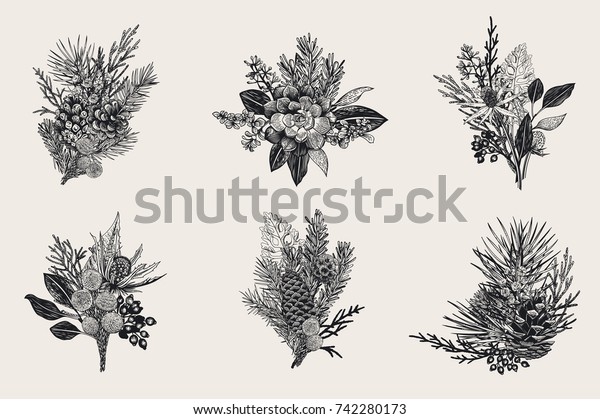 冬のセット 花柄のクリスマスブエ 常緑樹 円錐 多汁 花 葉 ベリー 植物学のベクター画像ビンテージイラスト 白黒 のベクター画像素材 ロイヤリティフリー
