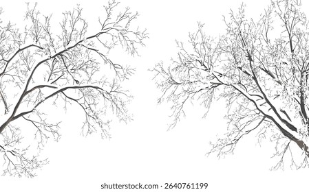 Winter snow covered trees, isolated snow covered branches, cold winter weather, frosty trees, snow landscape, winter nature background, snow covered forest trees