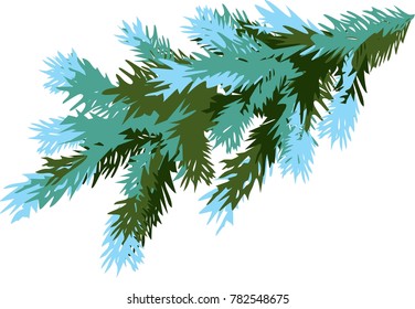 winter spruce branch
