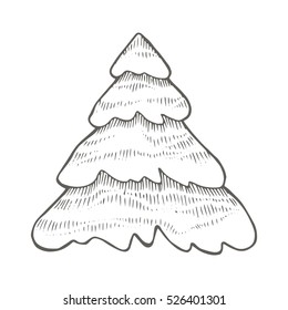 Winter spruce drawing