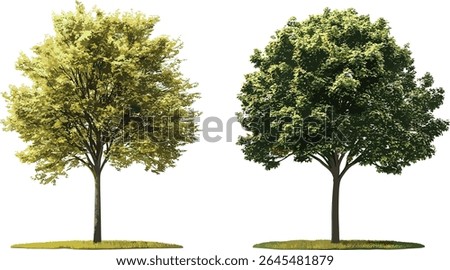 Winter street trees set, Maple genus Acer, Tilia, frontal view, isolated cutout, sunny daylight, vector illustration, urban landscape greenery, park design element.