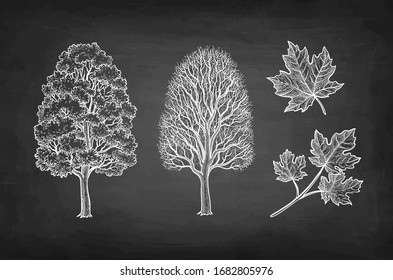 sugar maple tree drawing