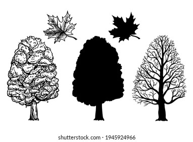 Winter and summer maple trees. Branch and leaf. Ink sketch isolated on white background. Hand drawn vector illustration. Retro style. Canadian symbol. Sketch elements set for graphic and web design.