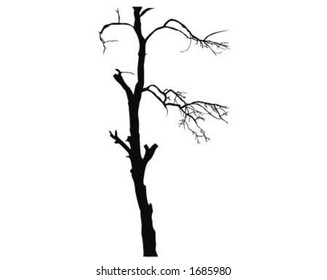 Winter tree.