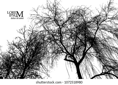 Winter trees silhouette. Vector